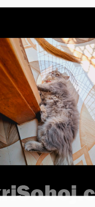 Persian Cat